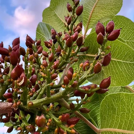 Antico Pistacchieto * Бронте